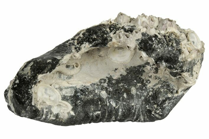 Fossil Whale Ear Bone - Miocene #177800